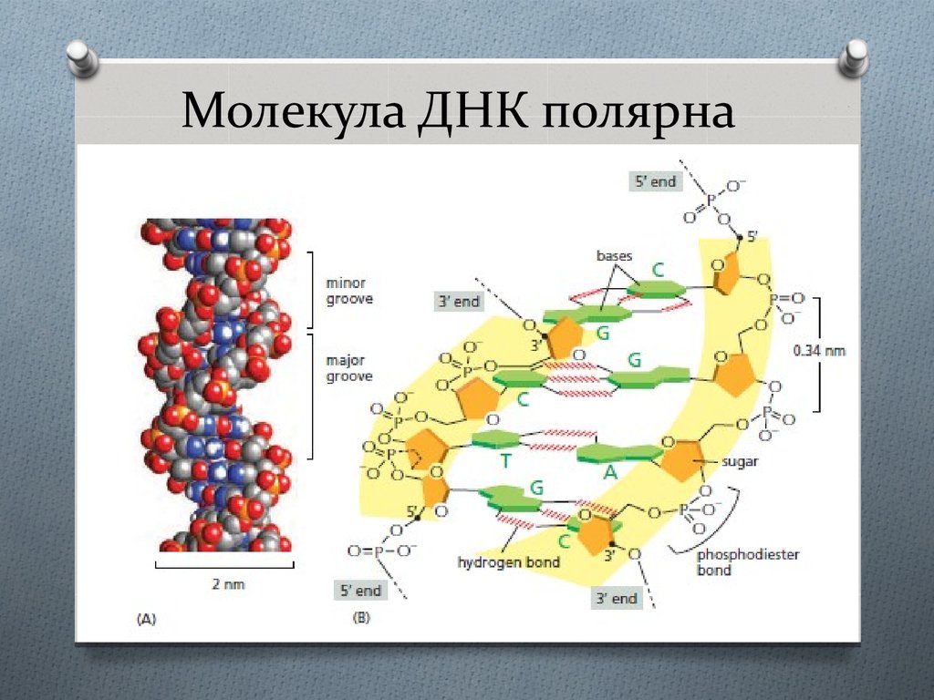 Использование днк как флешки