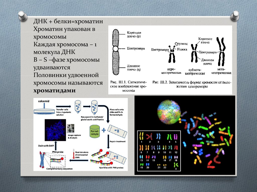 Молекулы днк находится в хромосомах. Дифференцированное окрашивание хромосом. Анализ генома презентация. Исследование y хроматина цель. Цццаццгцагуагуу ДНК белок.