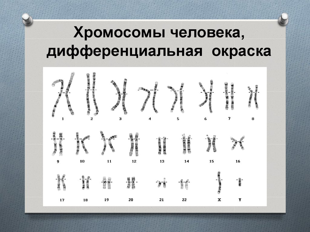 Хромосомы группы г. Хромосомы человека. Хромосомный набор человека. Кариотип. Хромосомы хромосомы человека.