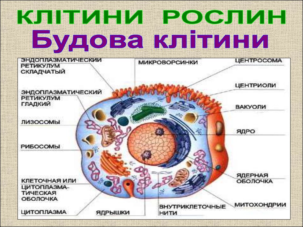 Загальний план будови клітини