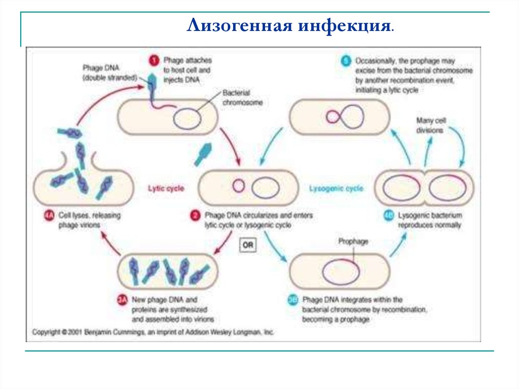 Зарисуйте схему развития бактериофага в бактериальной клетке 8 класс