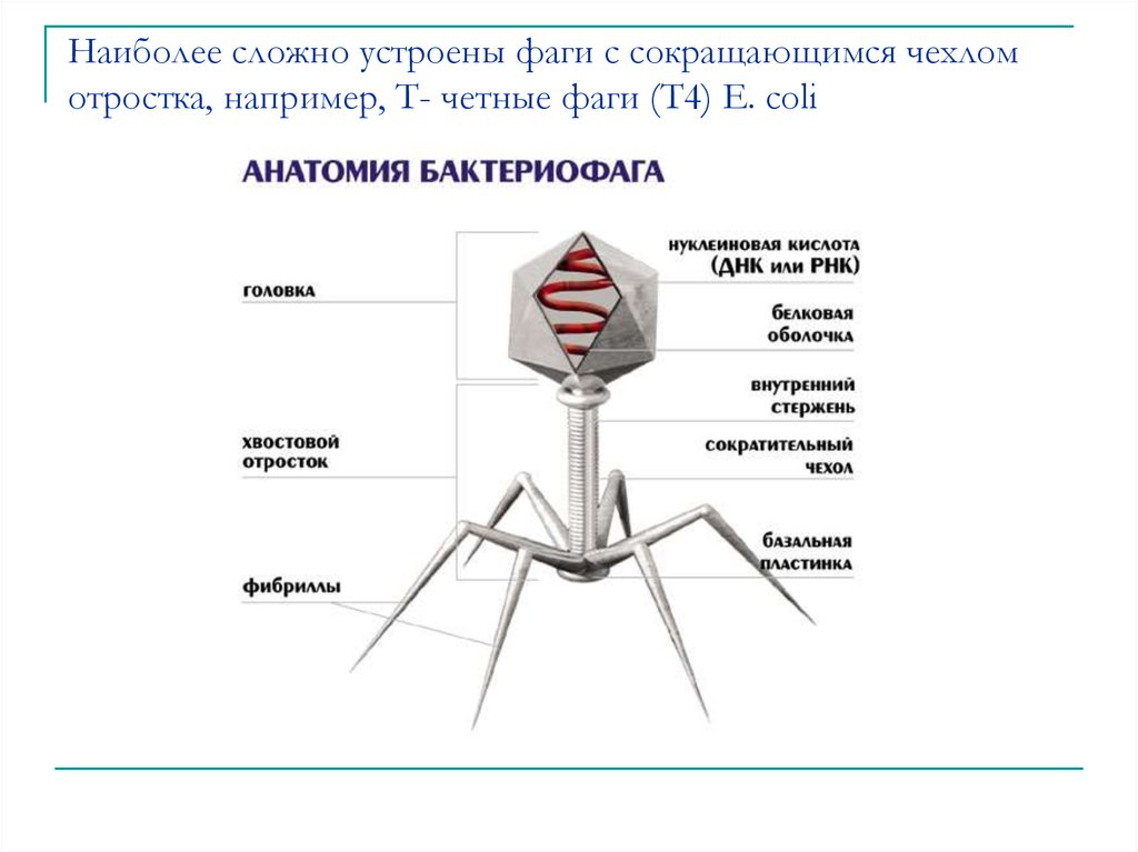 Бактериофаг рисунок с подписями