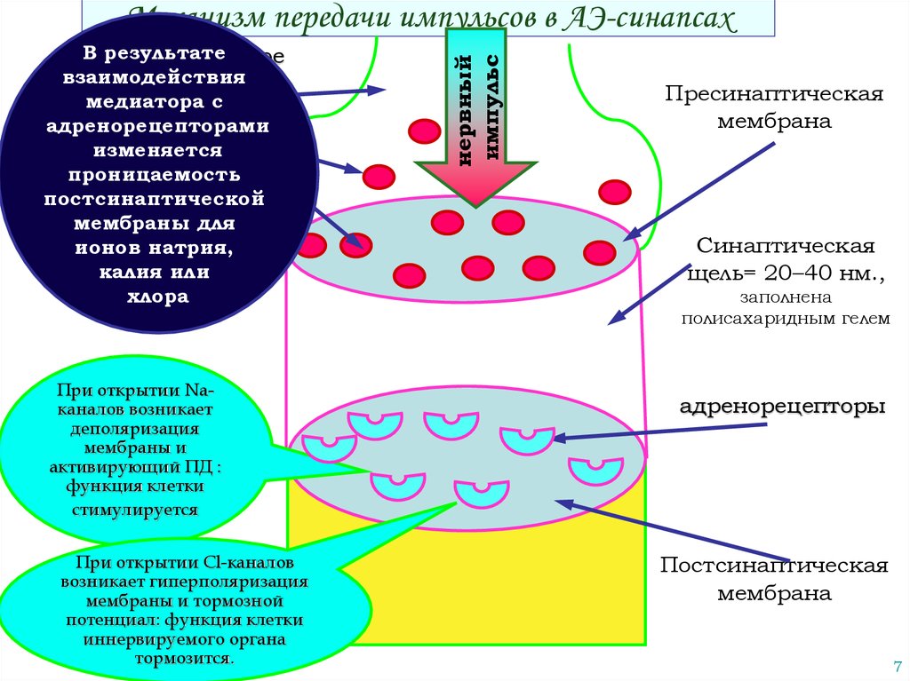 Схема передачи нервного импульса