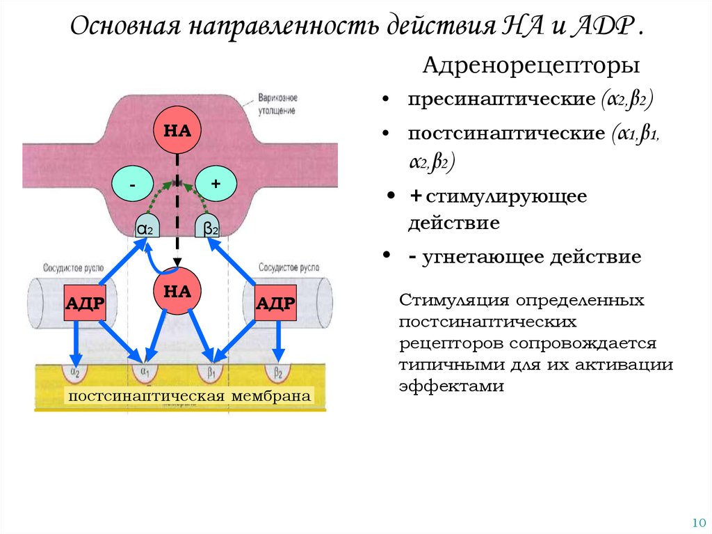 Адренергический нейрон