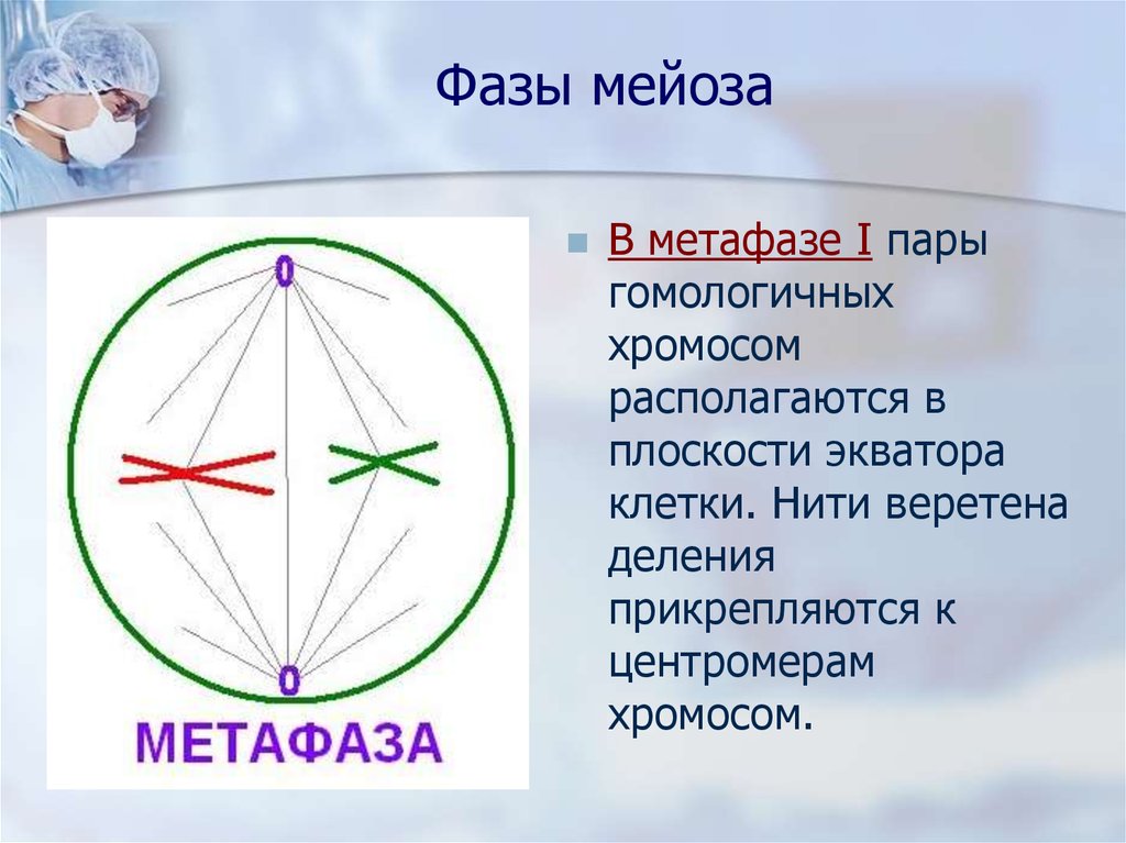 Рисунок мейоз метафаза 2