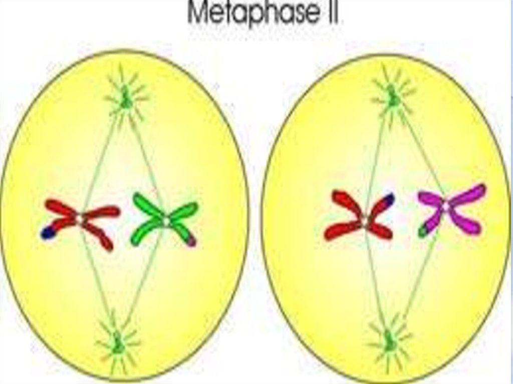 Метафаза 2 рисунок. Метафаза редукционного деления. Метафазе мейоза II. 2. Метафаза II,. Мейоз 2 метафаза 2.