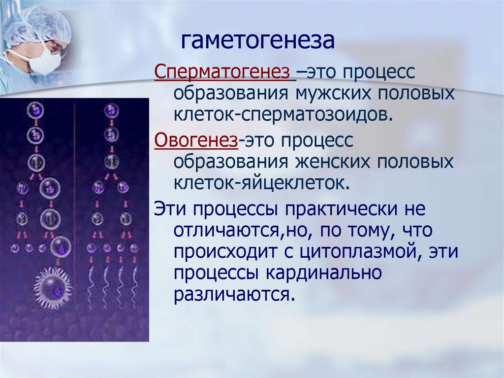 Овогенез это. Овогенез и гаметогенез. Сперматогенез это в генетике. Оплодотворение сперматогенез и овогенез. Процесс образования женских половых клеток овогенез сперматогенез.