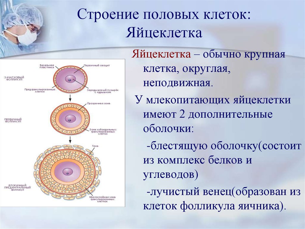 Яйцеклетка строение. Строение яйцеклетки Лучистый венец. Строение яйцеклетки оболочки. Функции оболочек яйцеклетки. Вторичная оболочка яйцеклетки.