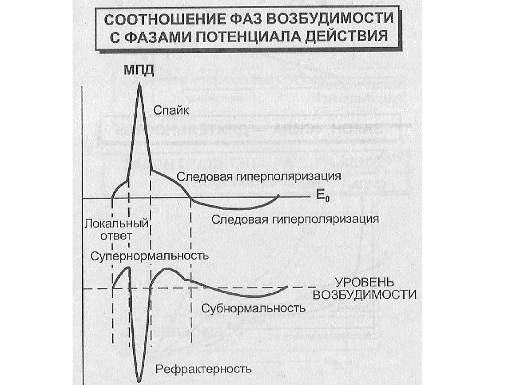 Фазы возбуждения. Соотношение фаз возбудимости с фазами потенциала действия. Соотношение фаз возбудимости с фазами Пд. Соотношение фаз изменения возбудимости с фазами потенциала действия. Соотношение фаз возбудимости с фазами потенциала действия график.