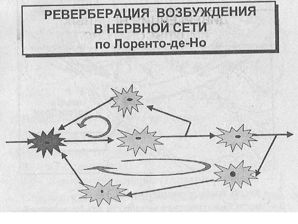 Реверберация это. Реверберация схема физиология. Реверберация возбуждения это в физиологии. Реверберация возбуждения в нервных центрах. Реверберация импульсов в нейронных цепях.