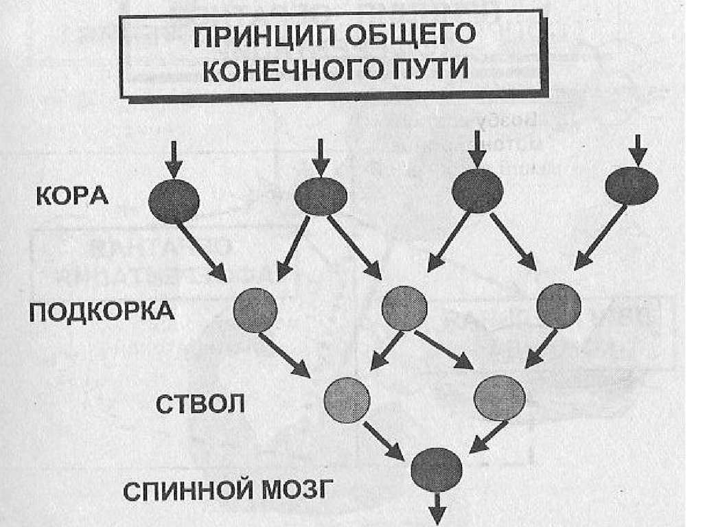 Конечный путь. Принцип общего конечного пути. Принцип общего конечного пути физиология. Принцип общего конечного пути схема. Общий конечный путь в физиологии.