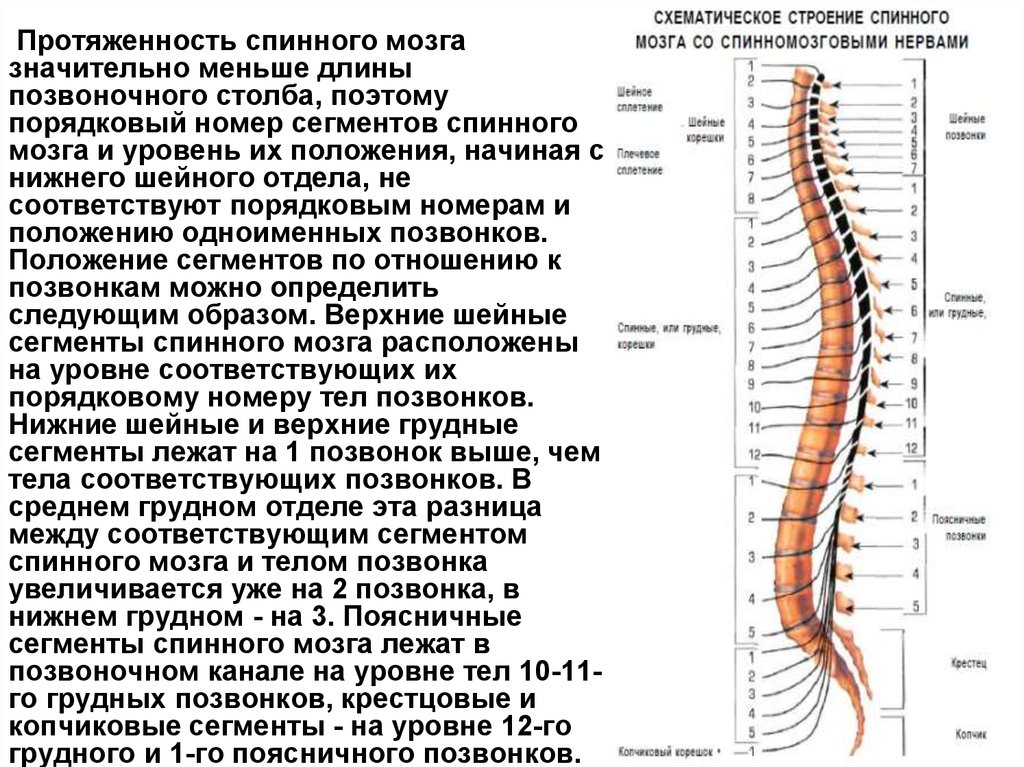 Сколько пар спинномозговых нервов отходят. Проекция Корешков спинного мозга. Строение спинного мозга шейные сегменты. Топография спинного мозга анатомия. Сегментов в спинном мозге относительно позвоночника.