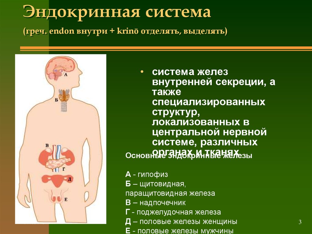 Поражение желез. Эндокринная система. Эндокринные органы внутренней секреции. Центральные железы эндокринной системы. Эндокринная система кратко.