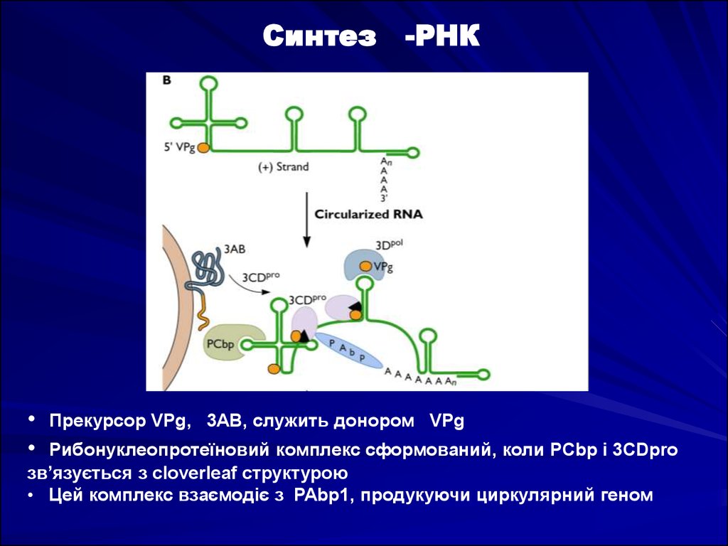 Роль рнк в биосинтезе. Синтез РНК. Что синтезирует РНК. И РНК синтезируется в. Где синтезируется РНК.