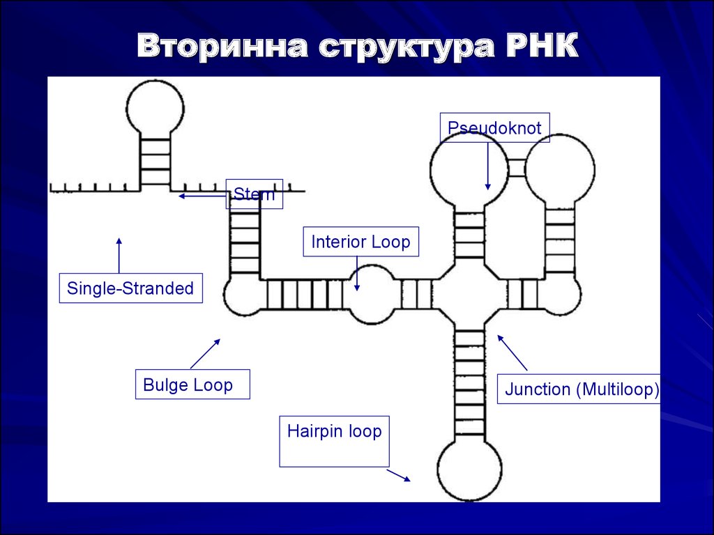 Рнк ростов. Структура РНК. Схема структуры РНК. Строение РНК. Третичная структура РНК.