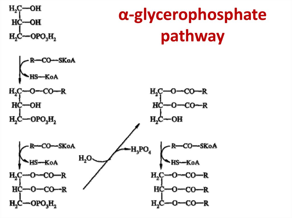 α-glycerophosphate pathway