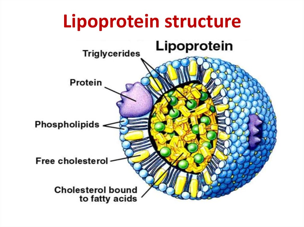 Lipid Metabolism презентация онлайн