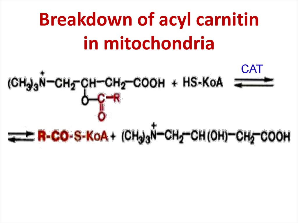 Breakdown of acyl carnitin in mitochondria