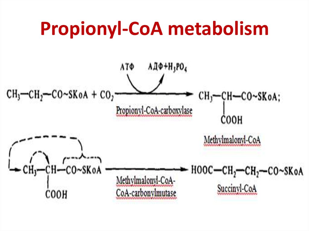 Propionyl-CoA metabolism