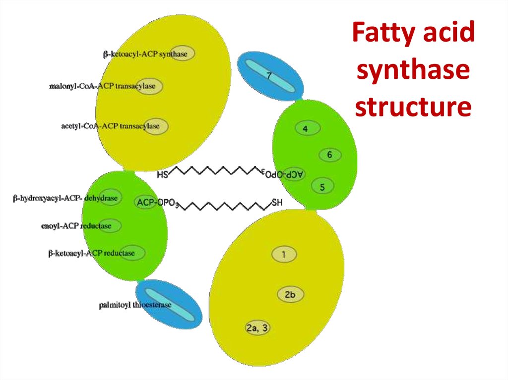 Fatty acid synthase structure