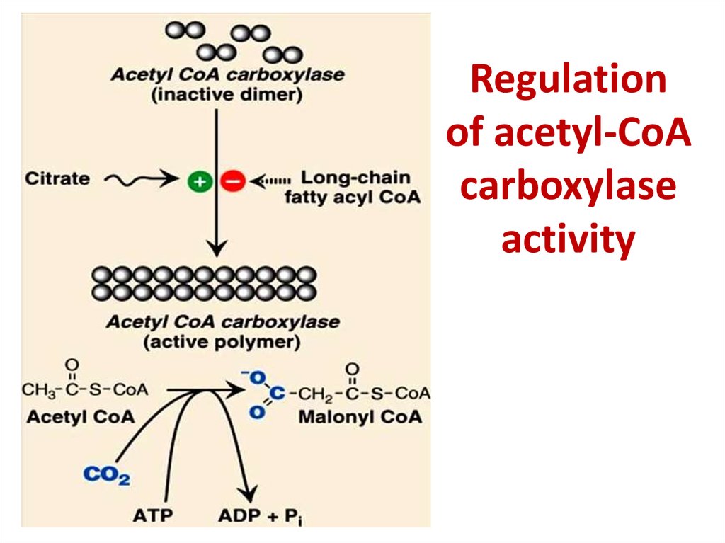 Lipid Metabolism презентация онлайн