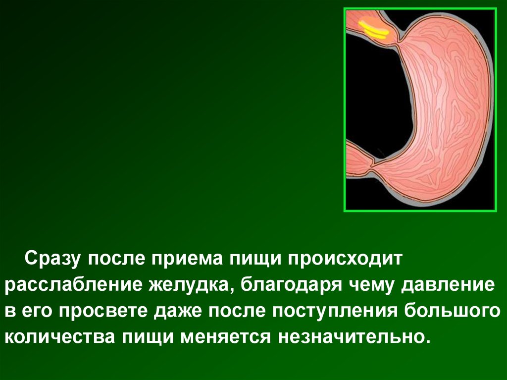 Желудок после приема. Сразу после приема пищи происходит. Расслабление ЖКТ. Релаксация желудка. Адаптивная релаксация желудка.