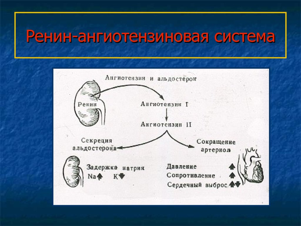 Альдостерон плазма. Альдостерон-рениновое соотношение. Ренин альдостерон соотношение. Ренин-ангиотензиновая система. Ренин-ангиотензин-альдостероновая система.