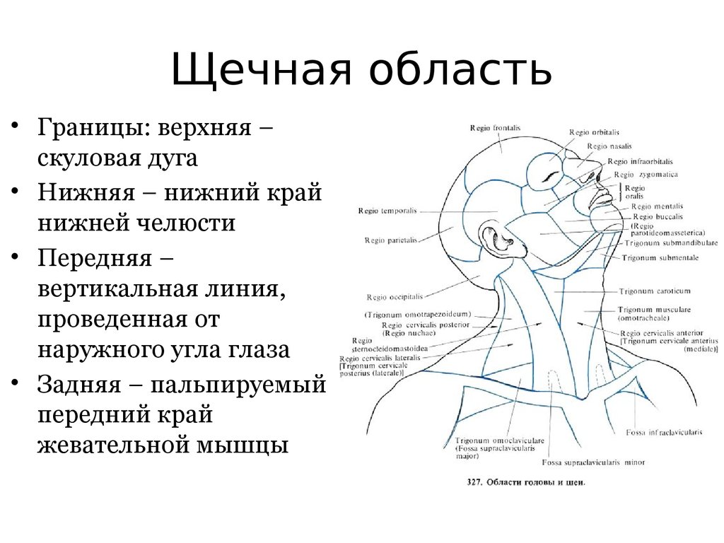 Отдел затылок. Щечная область лица топографическая анатомия. Топографическая анатомия щечной области слои границы. Послойная топография щечной области. Послойное строение щечной области.