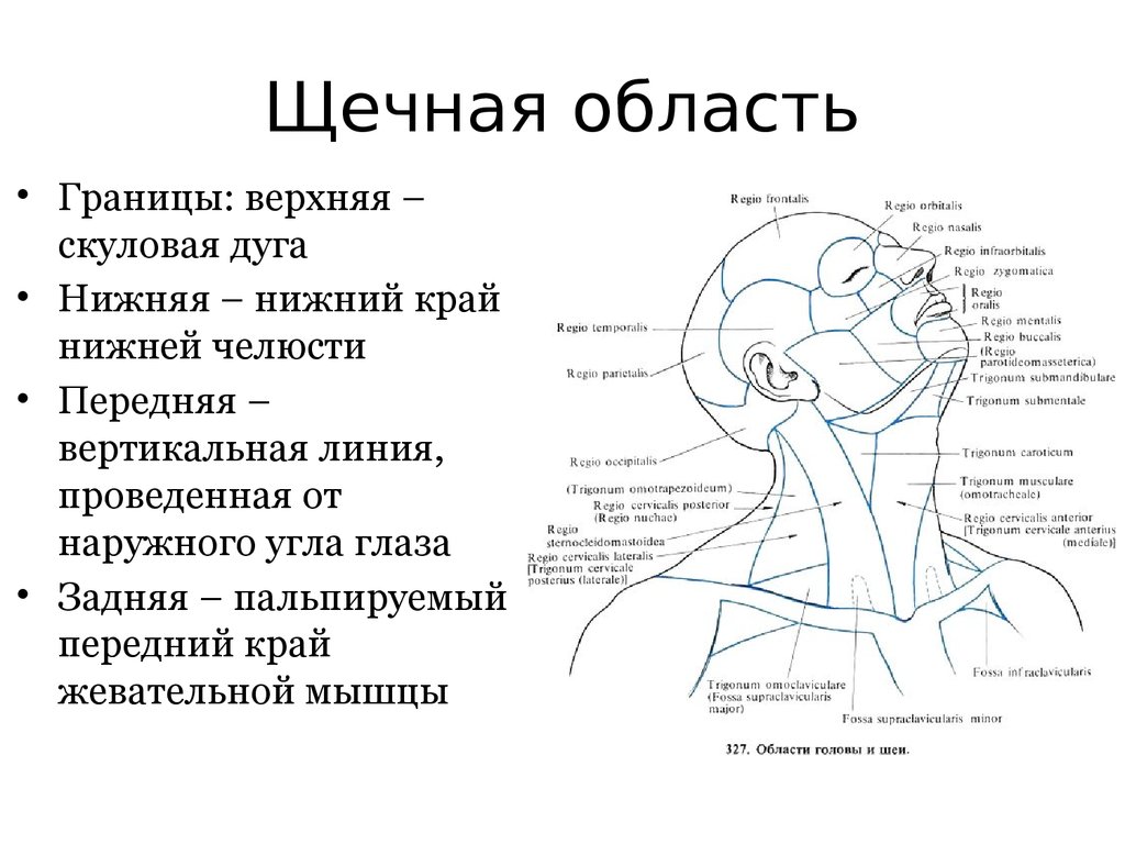 Анатомия областей. Щечная область топографическая анатомия. Послойная топография щечной области. Послойное строение щечной области топографическая анатомия. Границы щечной области топографическая анатомия.