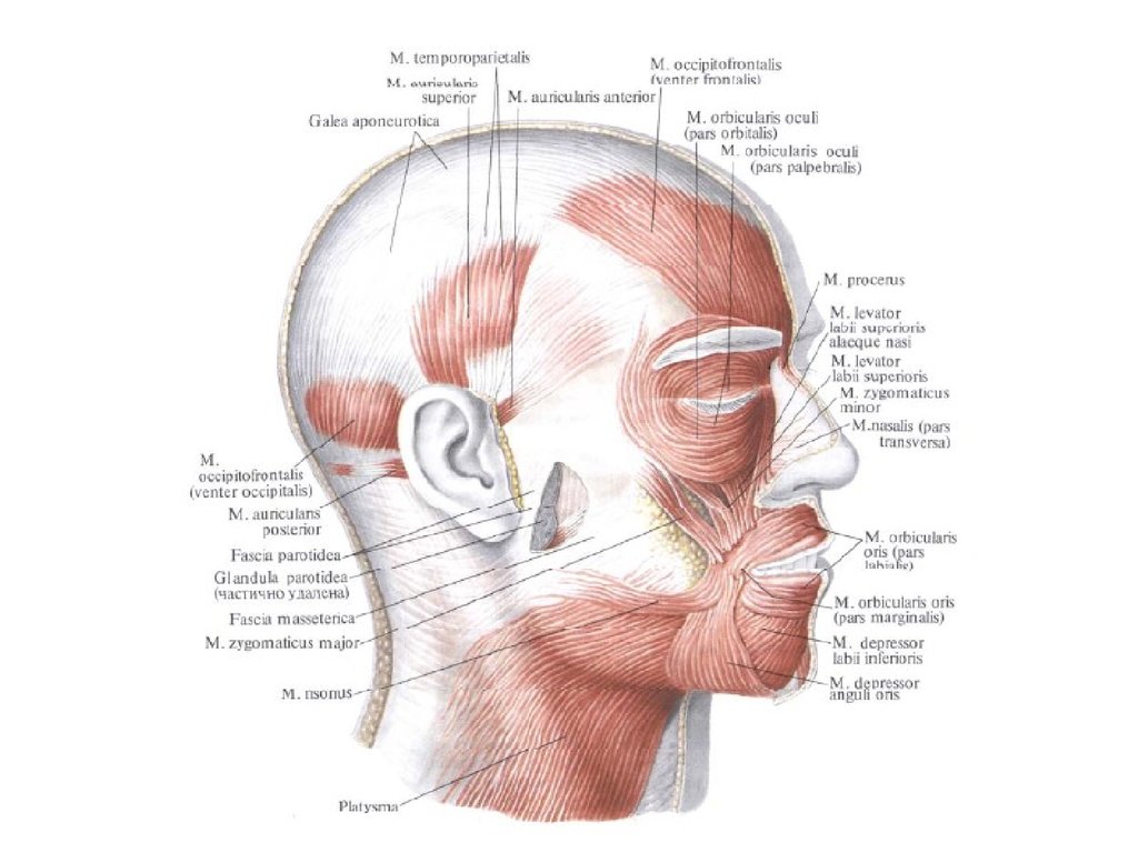 Апоневроз головы. Сухожильного шлема, Galea aponeurotica. Сухожильный шлем головы анатомия. Ушной апоневроз черепа. Мышца auricularis posterior.