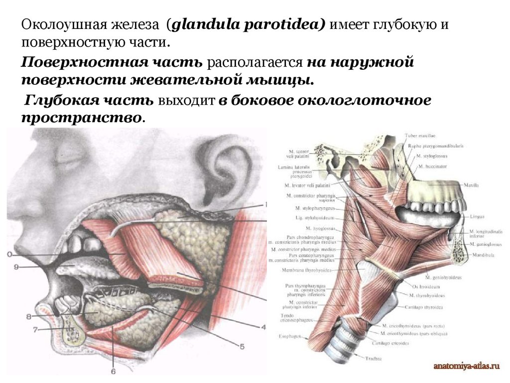 Околоушная железа строение. Топография околоушно-жевательной области. Околоушная железа топографическая анатомия. Топография околоушной железы. Анатомия околоушной области.
