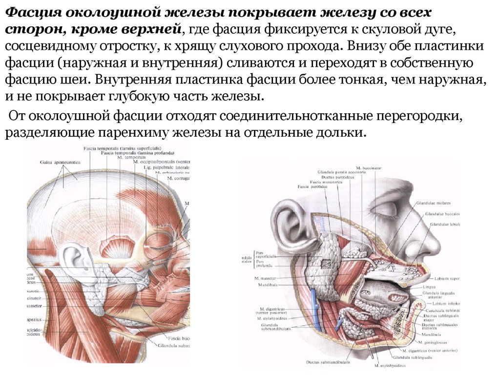 Околоушная железа латынь. Части околоушной железы. Околоушная железа функции. Гормоны околоушной железы.