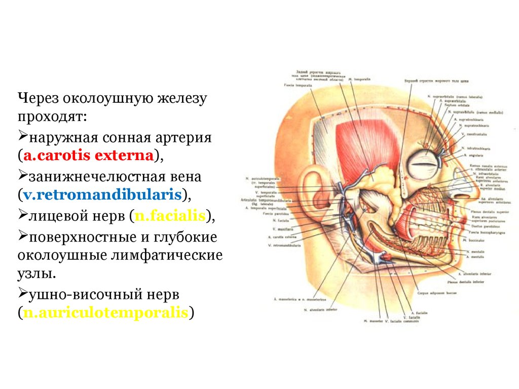 Через околоушную железу проходят