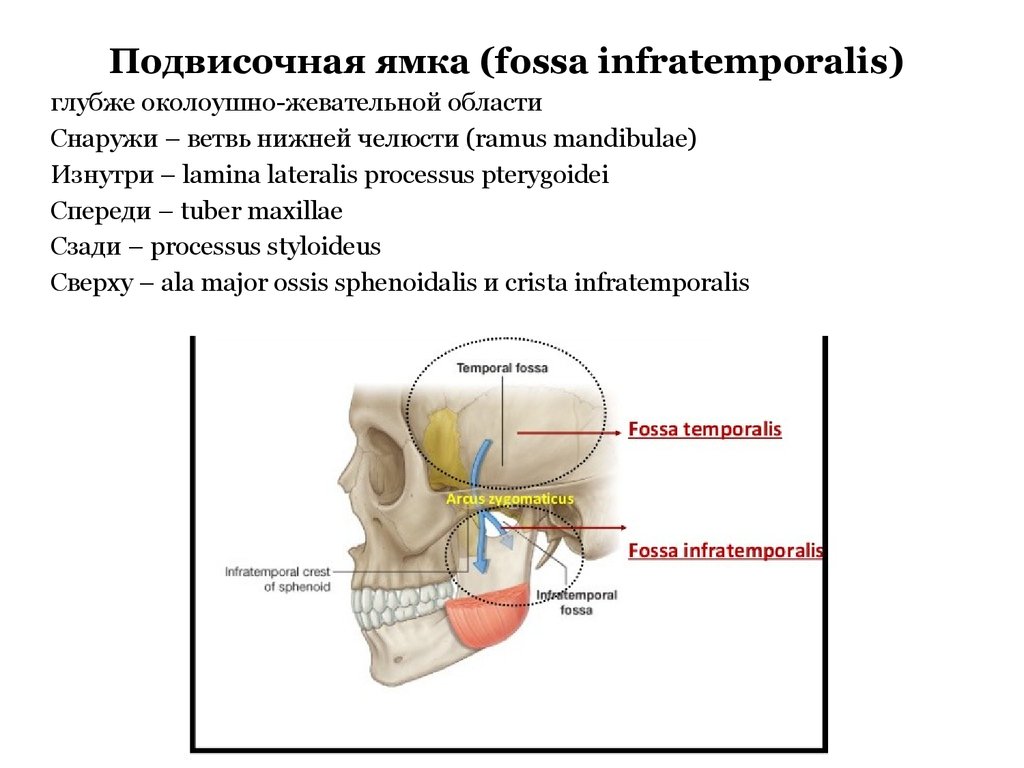 Укажите сообщения крыловидно небной ямки. Подвисочная ямка анатомия стенки. Височная и подвисочная ямки черепа. Подвисочная ямка черепа. Подвисочная ямка кт анатомия.