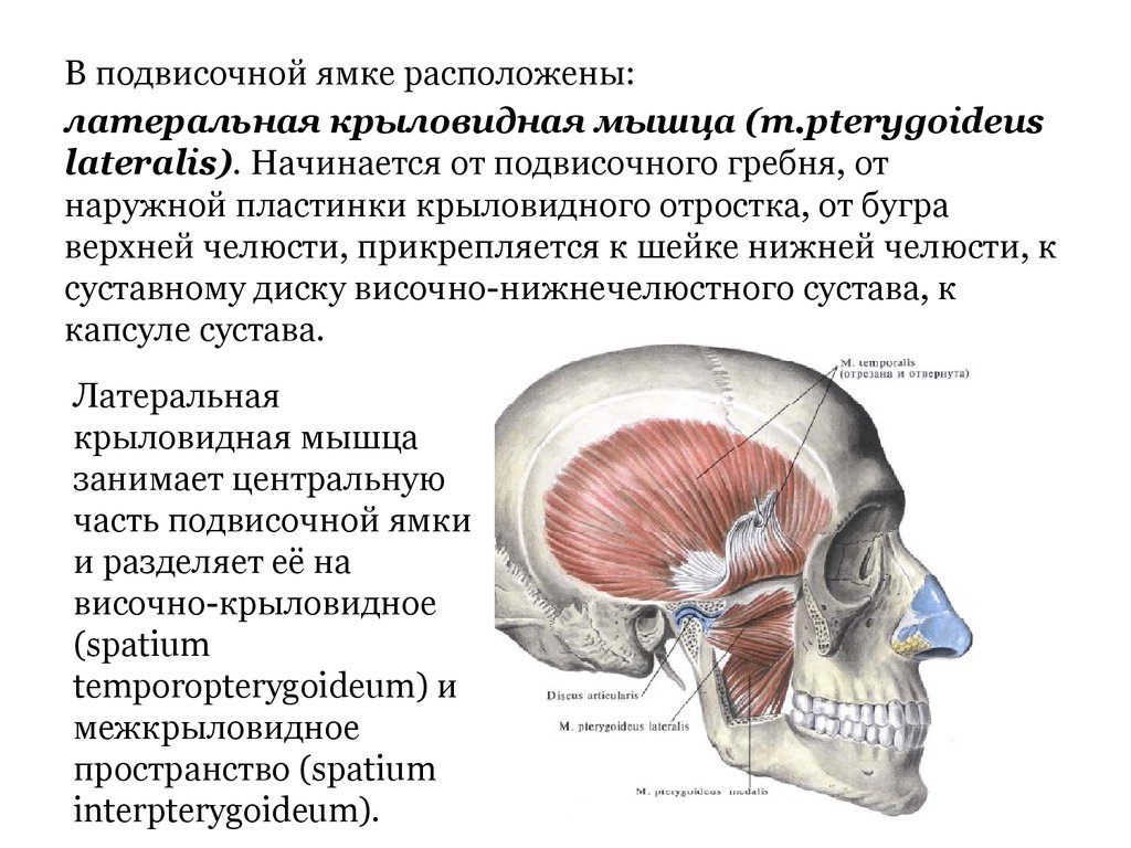 Височная мышца. Височная ямка ограничена снизу. Височная и подвисочная ямки черепа. Латеральная крыловидная мышца (m. pterygoideus lateralis). Мышцы подвисочной ямки.