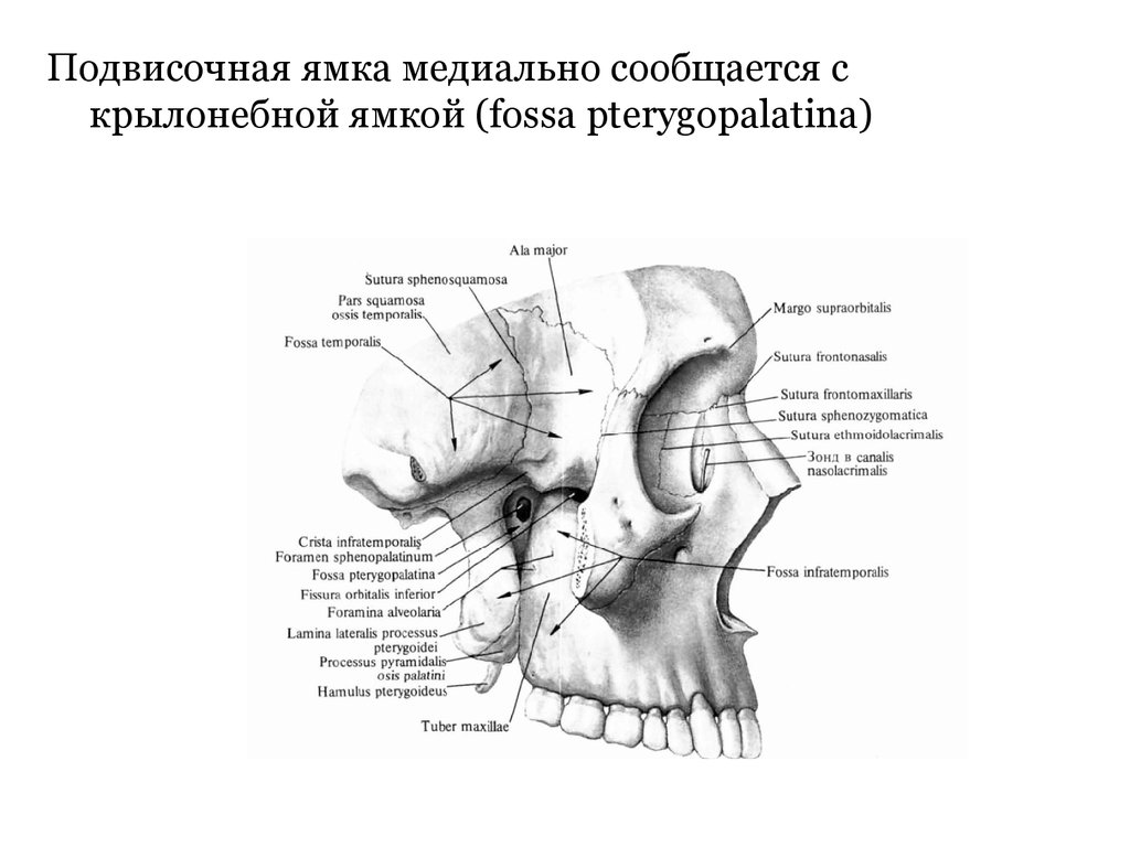 Височная впадина картинка