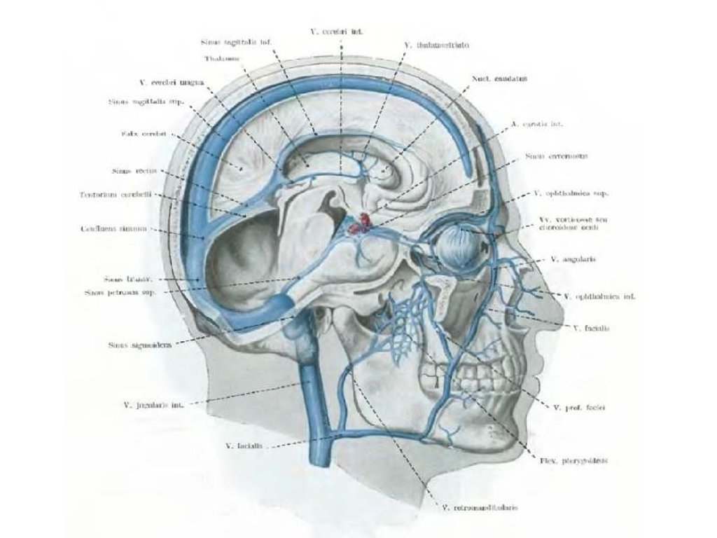 Синусы твердой мозговой оболочки анатомия