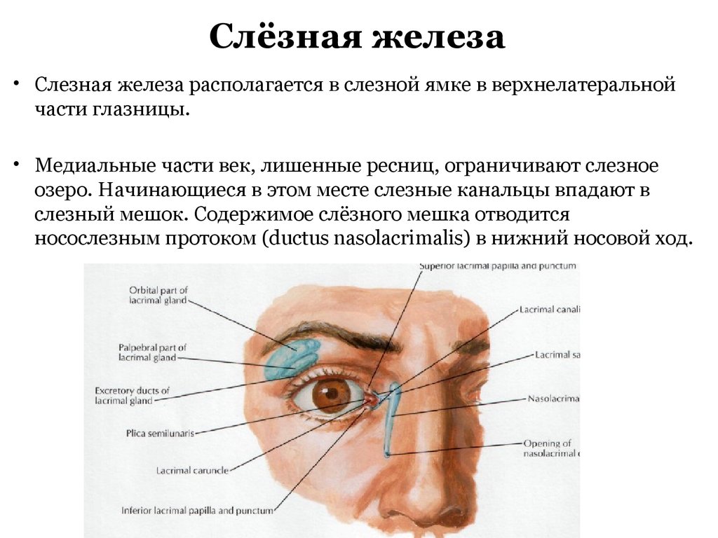 Функции слезной железы глаза. Анатомия функции слезной железы. Протоки слезной железы функции. Воспаление НОСО слезной железы. Слезная железа располагается анатомия.