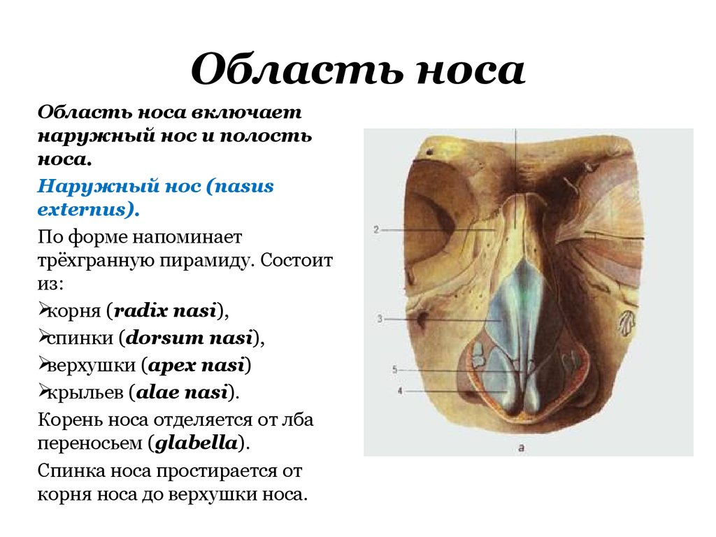 Строение носа. Строение области носа. Области наружного носа. Топография области носа.