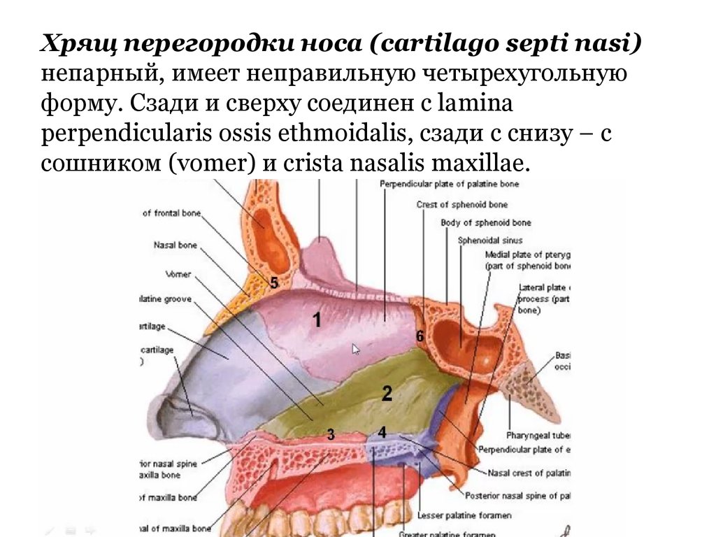 Строение носа перегородка в картинках носовая