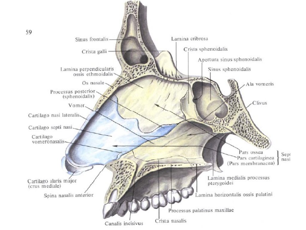 Стенки носа. Сошниково-носовой хрящ анатомия. Полость носа анатомия хрящи. Перегородка носовой полости анатомия латынь. Костная перегородка полости носа анатомия.