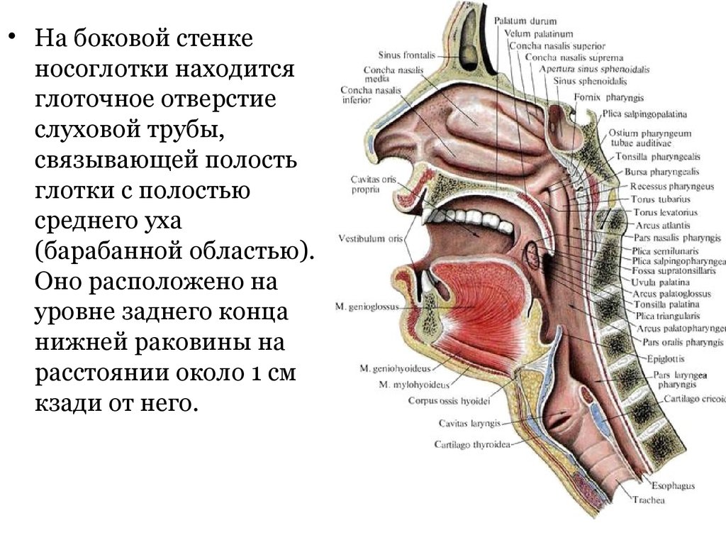 Схема носоглотки человека