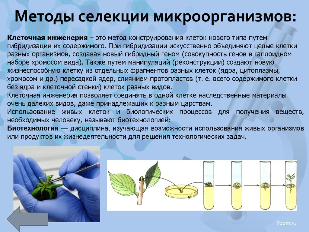 Совокупность всех генов гаплоидного набора хромосом это. Гибридизация микроорганизмов селекция. Клеточная инженерия в селекции. Методы селекции клеточная инженерия. Методы селекции микроорганизмов.