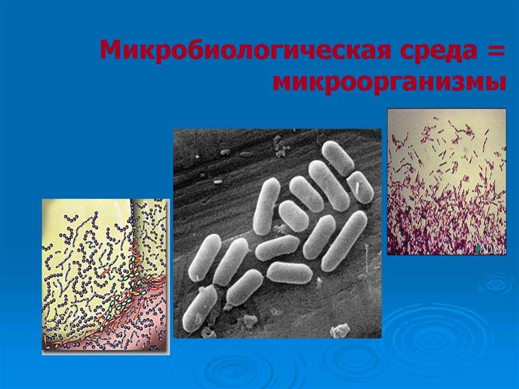 Микробиологический мониторинг презентация