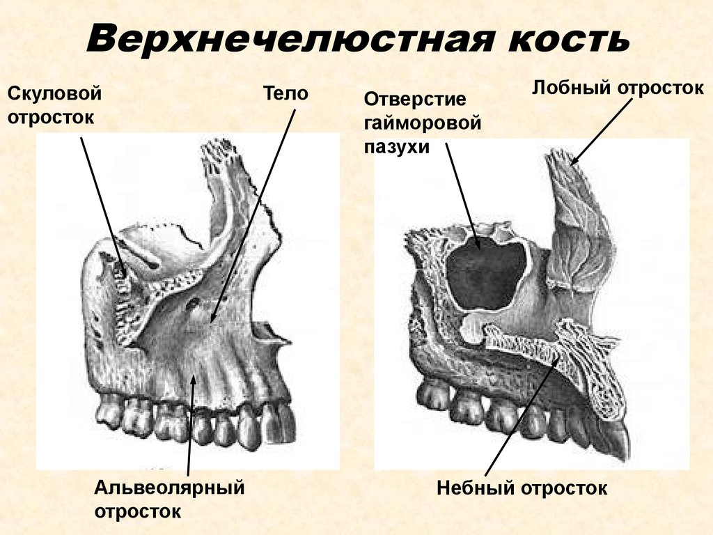 Три пары челюстей. Небный отросток верхнечелюстной кости. Верхнечелюстной отросток верхней челюсти. Верхнечелюстная кость черепа анатомия. Скуловая кость верхнечелюстной отросток.