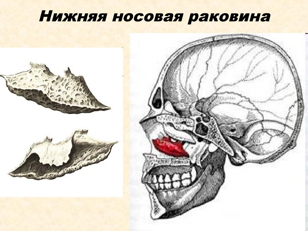 Сошник кость. Нижняя носовая раковина кость черепа анатомия. Нижняя носовая раковина кость черепа. Нижняя носовая раковина анатомия. Нижняя носовая раковина анатомия Синельников.