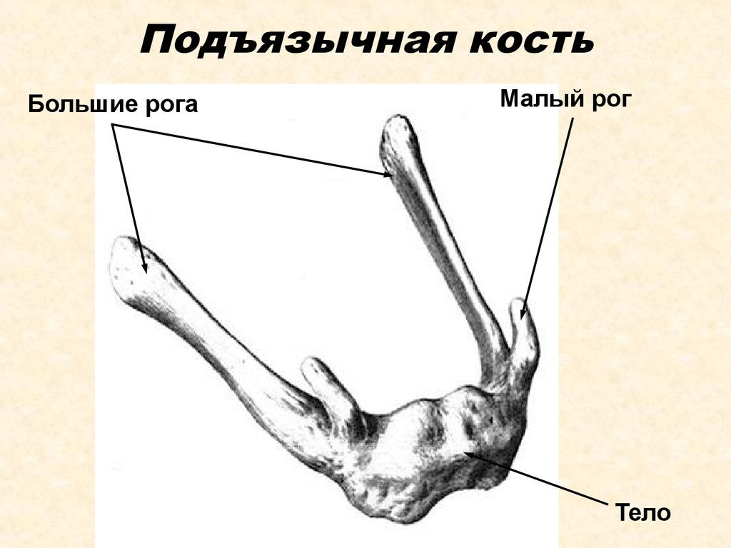 Подъязычная кость фото где находится