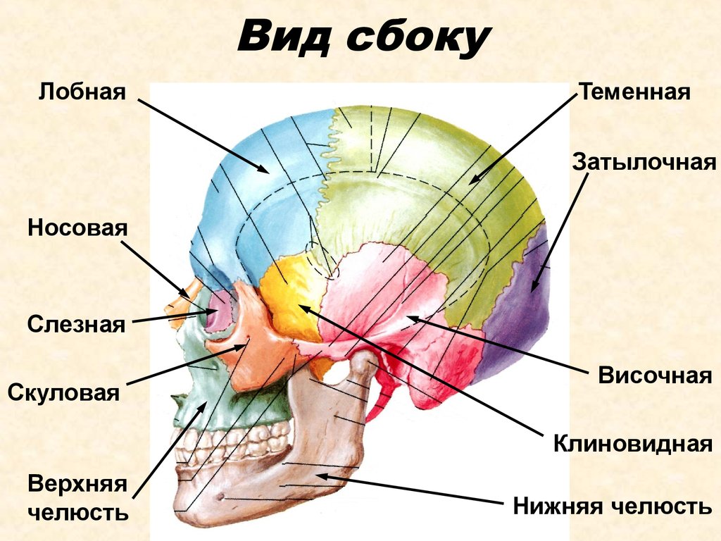 Лобная теменная затылочная кость. Кости черепа мозговой отдел и лицевой отдел. Строение мозгового отдела черепа. Строение мозгового отдела черепа человека анатомия. Череп лицевой и мозговой отделы схема.
