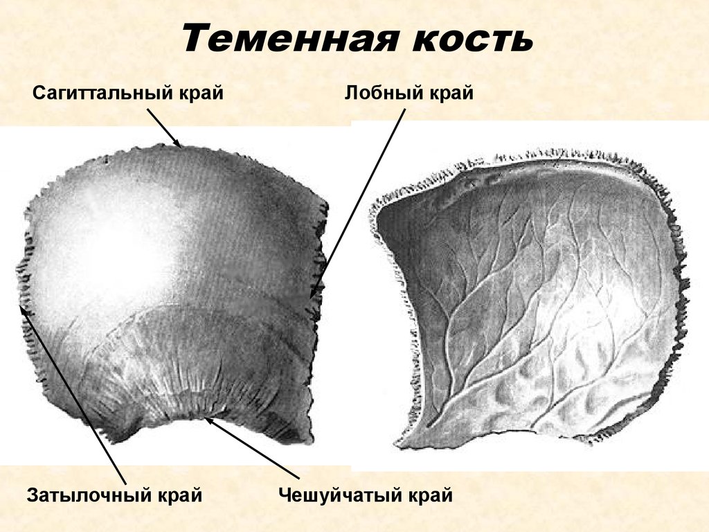 Теменная кость черепа фото