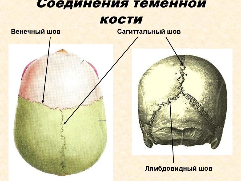 Швы свода черепа. Соединения костей черепа анатомия швы. Кости черепа человека анатомия теменная кость. Швы черепа анатомия теменная кость. Венечный шов черепа анатомия.